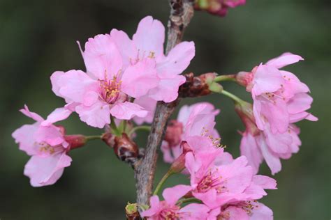 櫻花種植盆栽|36種台灣常見的櫻花品種及栽培管理要訣 (日本樹木醫。